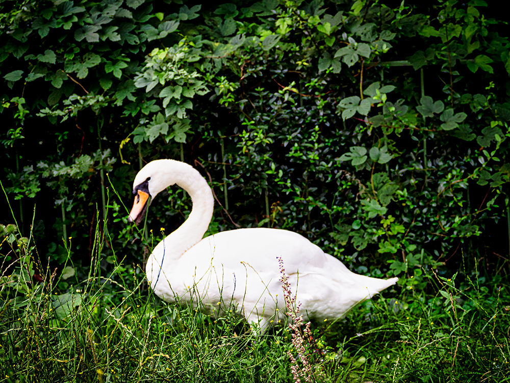 Mein lieber Schwan (Tiere)