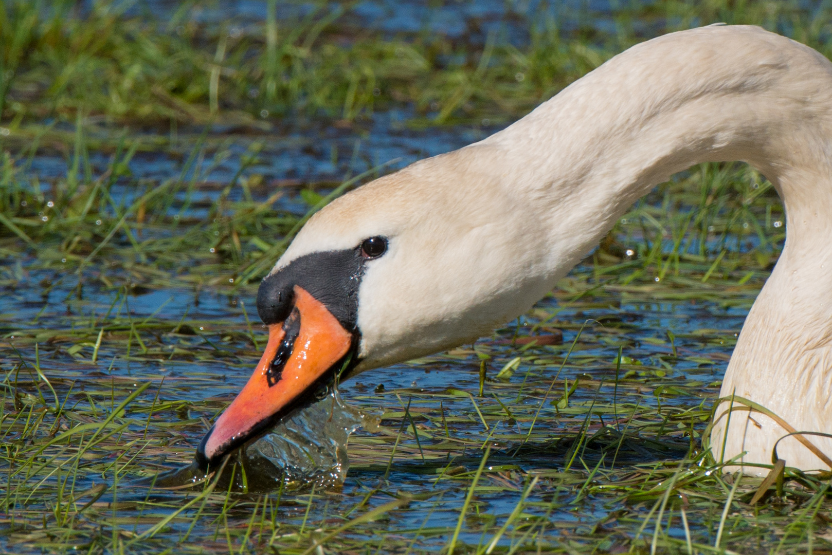 mein lieber Schwan ... Wasserspülung einmal anders