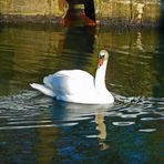 Mein lieber Schwan....endlich wieder schwimmen