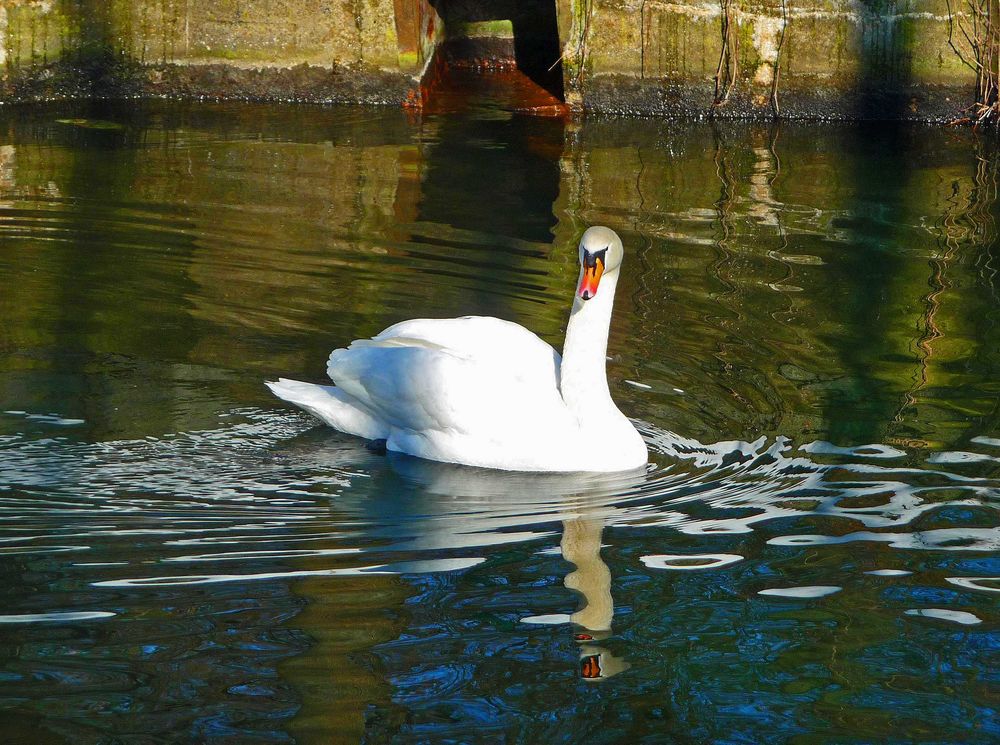 Mein lieber Schwan....endlich wieder schwimmen