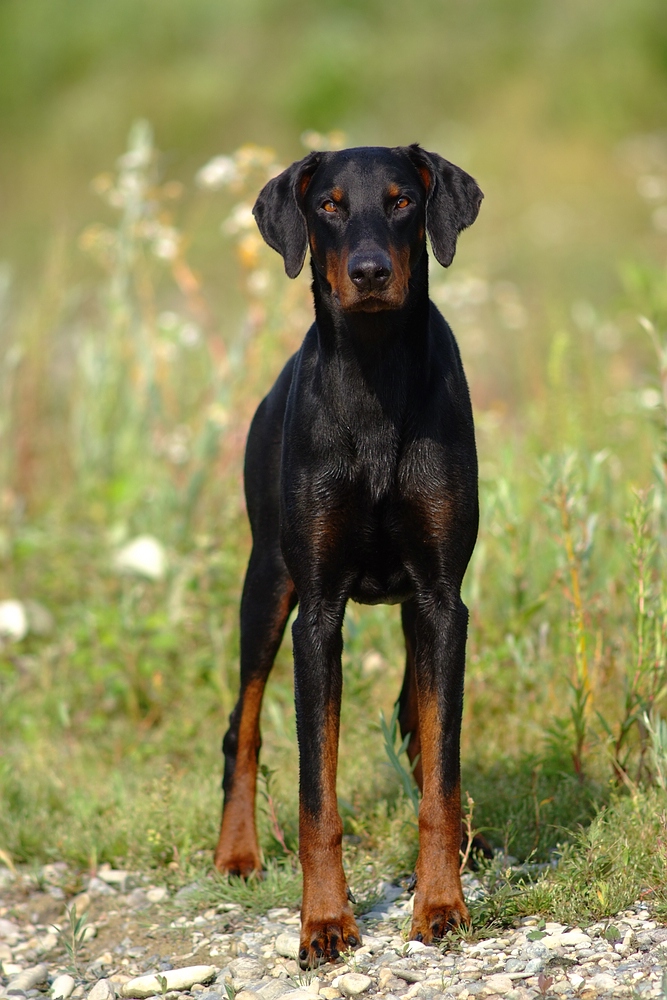 Mein lieber Schwarzer ......