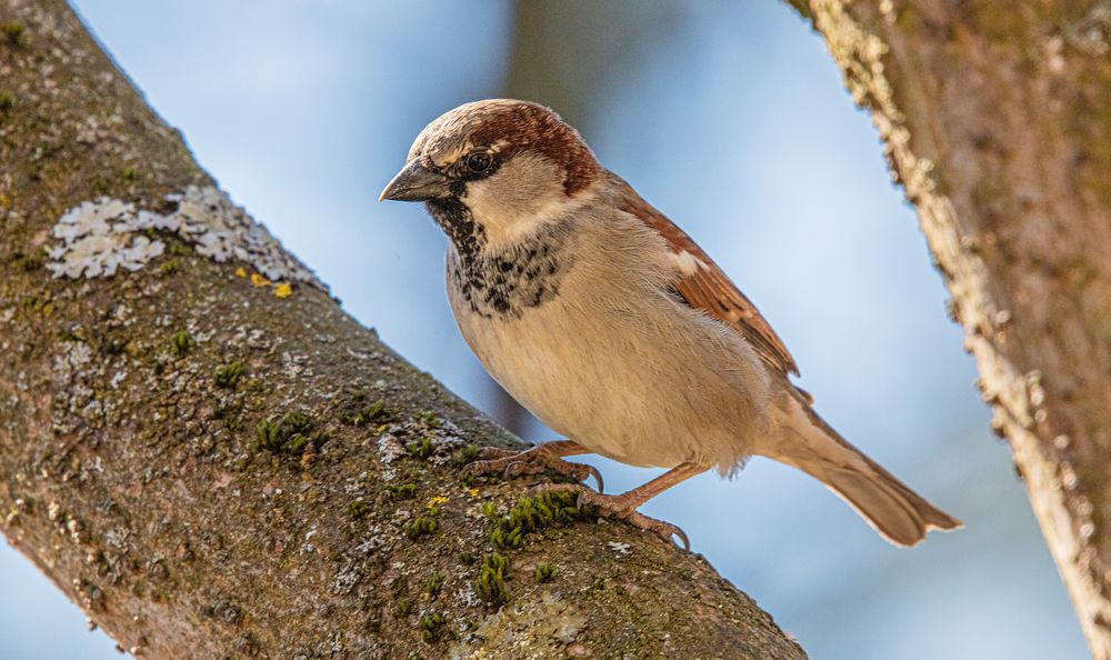 mein lieber Spatz.....   