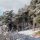 Mein lieber Wald an der Südrampe! - "Ma" forêt bien-aimée au Valais!