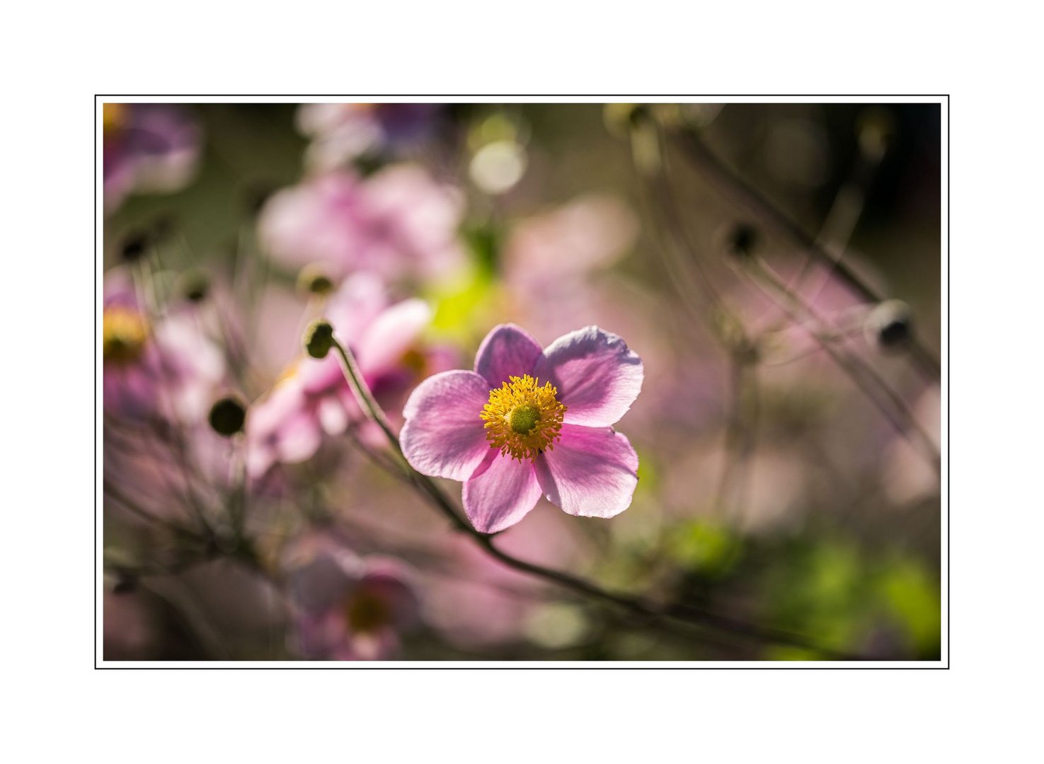 Mein Liebling&hellip; Foto &amp; Bild | pflanzen, pilze &amp; flechten, blüten