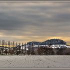 mein Lieblingausblick - die Pappeln im Schnee - am Abend