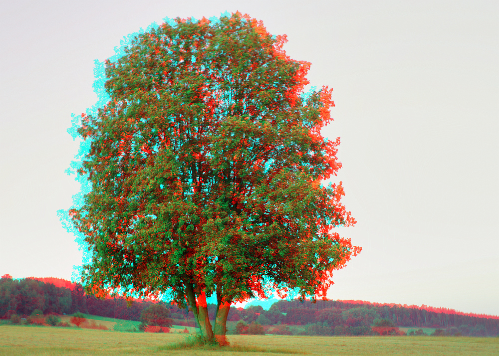 Mein Lieblings-Baum -3D-