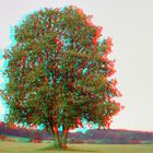 Mein Lieblings-Baum -3D-