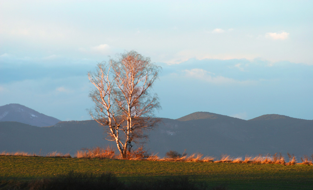 Mein lieblings Baum