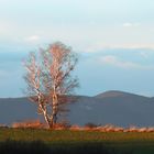 Mein lieblings Baum