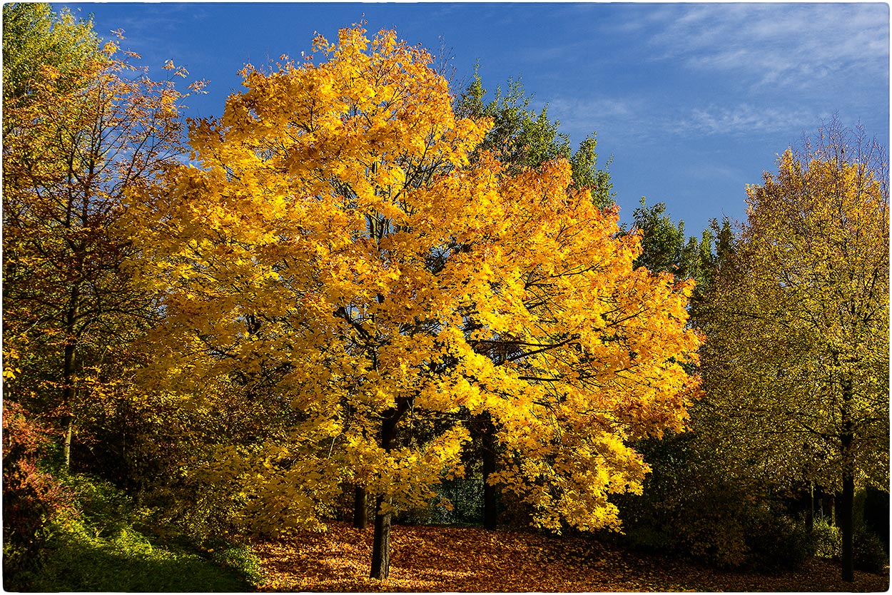 Mein lieblings Baum