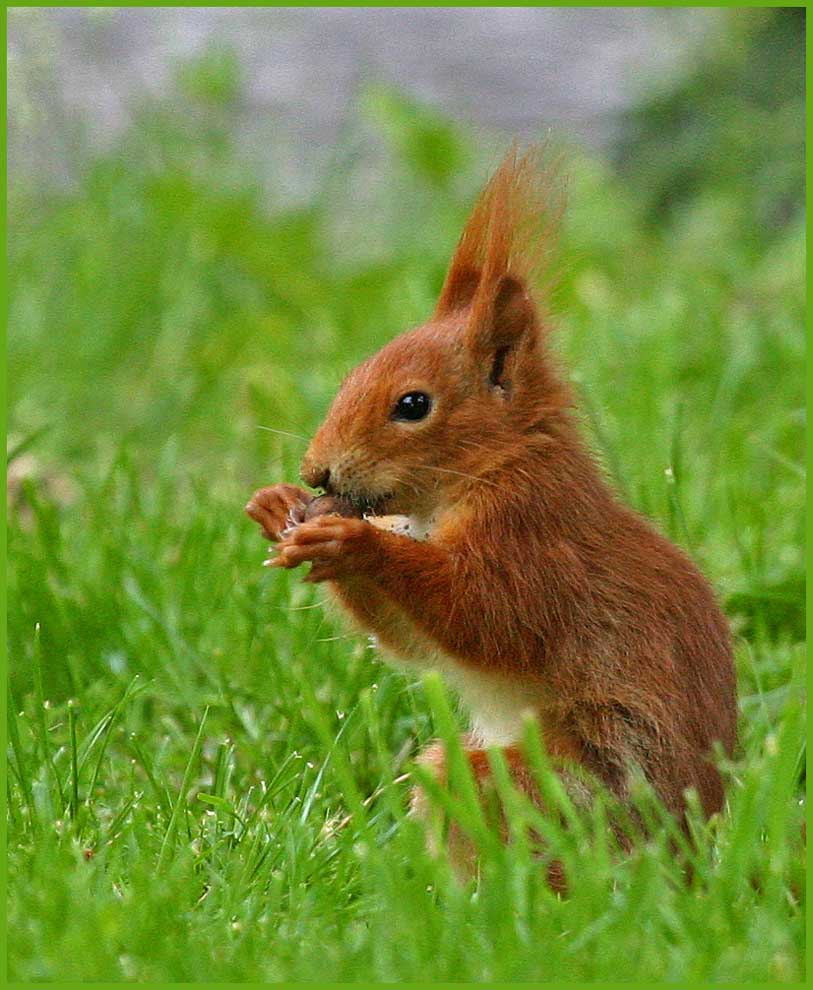 Mein "Lieblings-Eichhörnchen"