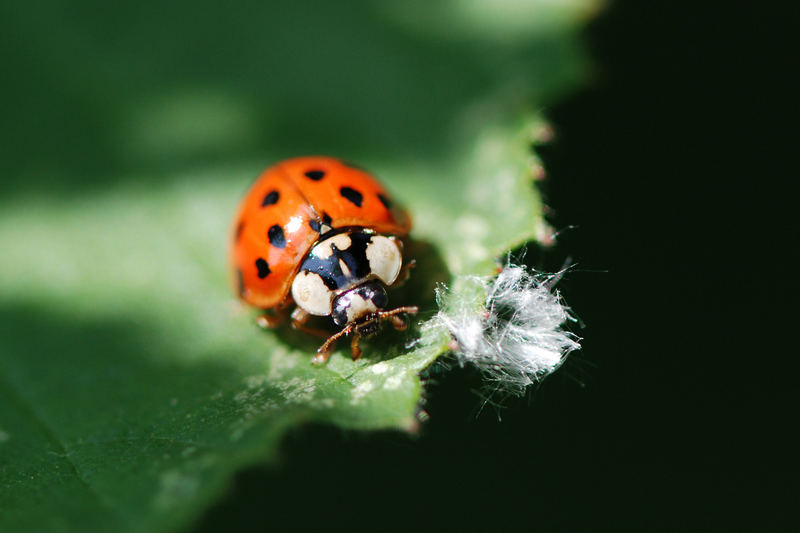 Mein Lieblings - Marienkäfer Foto &amp; Bild | tiere, wildlife, insekten ...