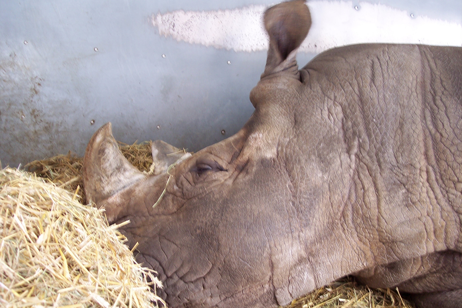 Mein Lieblings Nashorn 