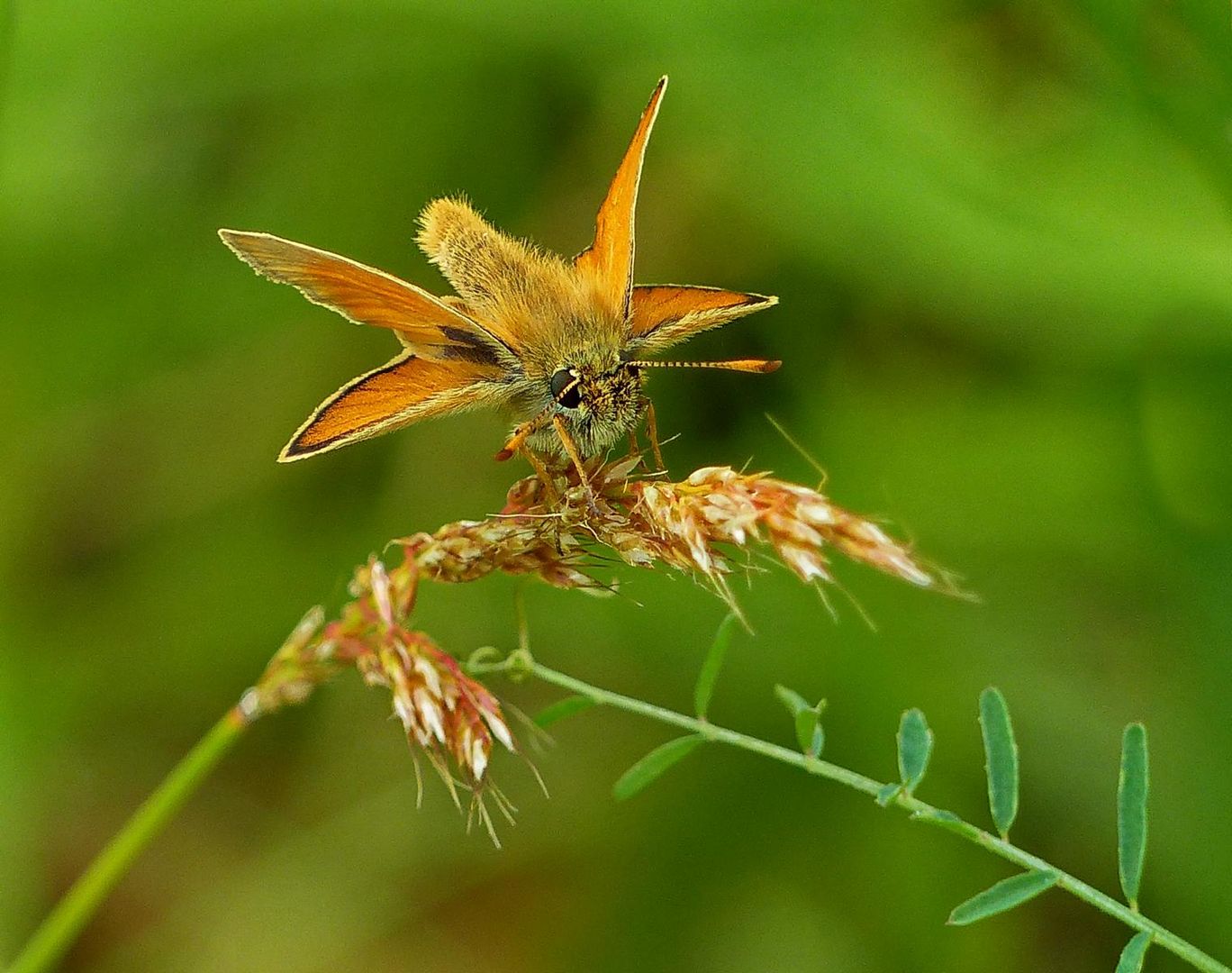 Mein Lieblings Schmetterling 