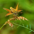 Mein Lieblings Schmetterling 