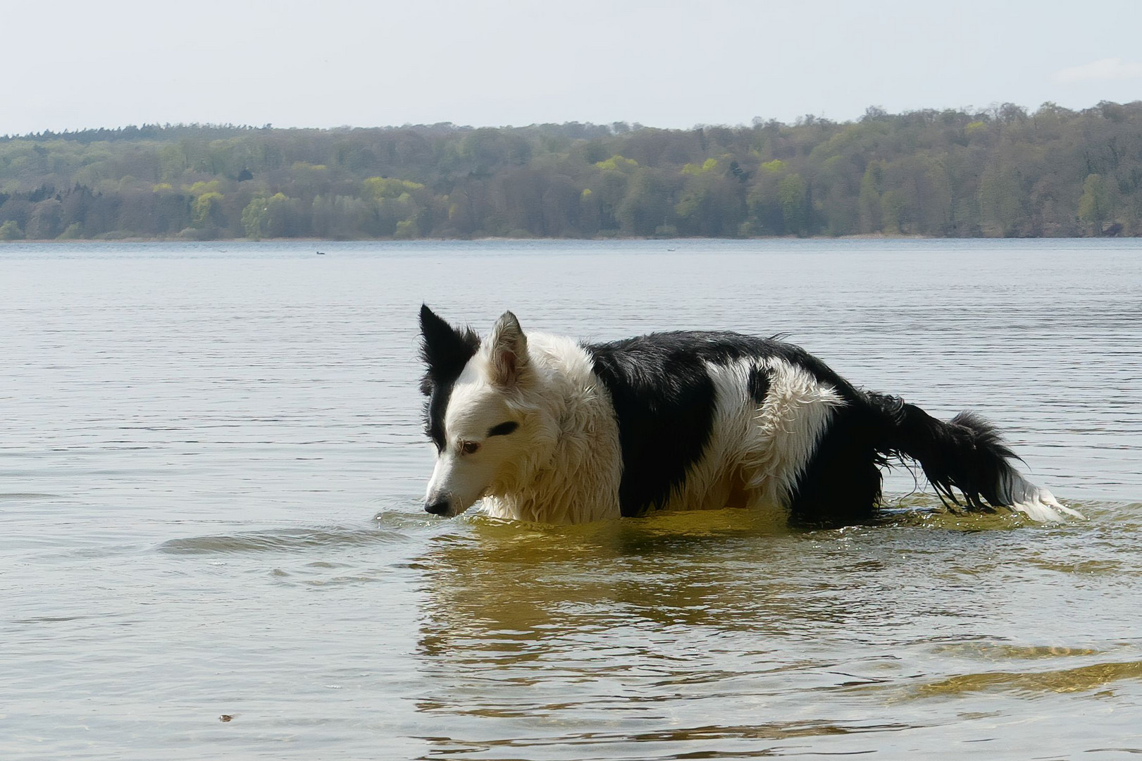 mein Lieblings- Seehund ...