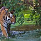 Mein Lieblings Tiger ...............