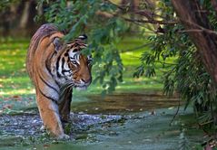 Mein Lieblings Tiger ...............