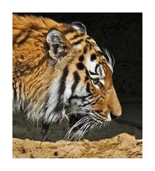 Mein Lieblings Tiger...............