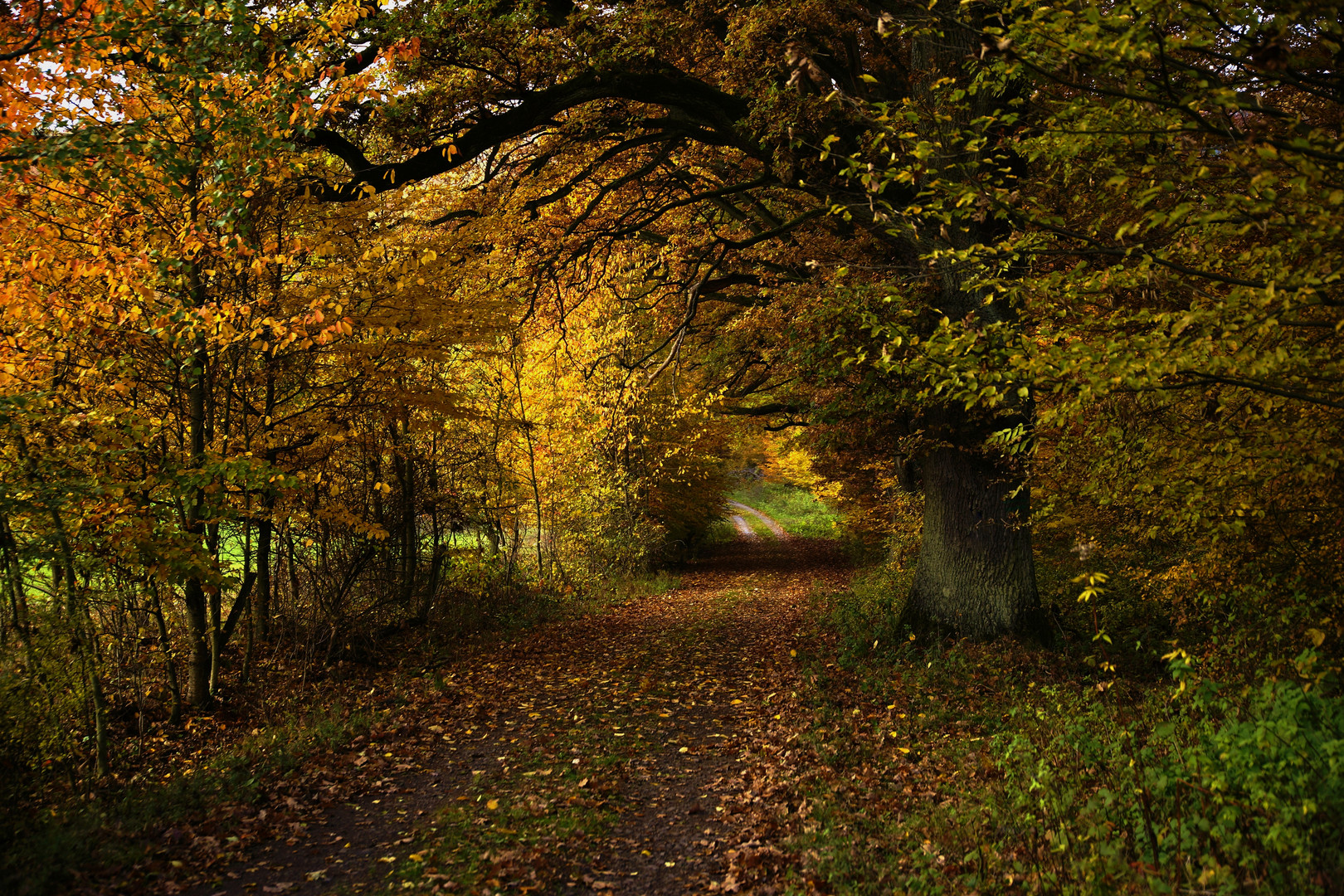 Mein lieblings Waldweg...