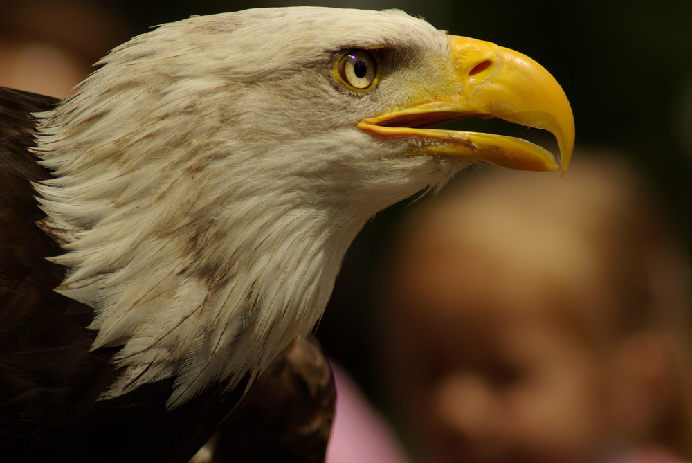 Mein Lieblingsadler im Wildfreigehege Hellenthal