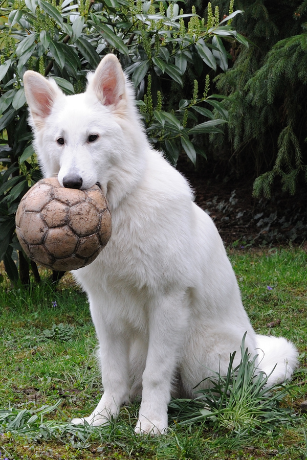 mein Lieblingsball ...