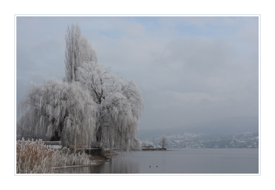 Mein Lieblingsbaum am See