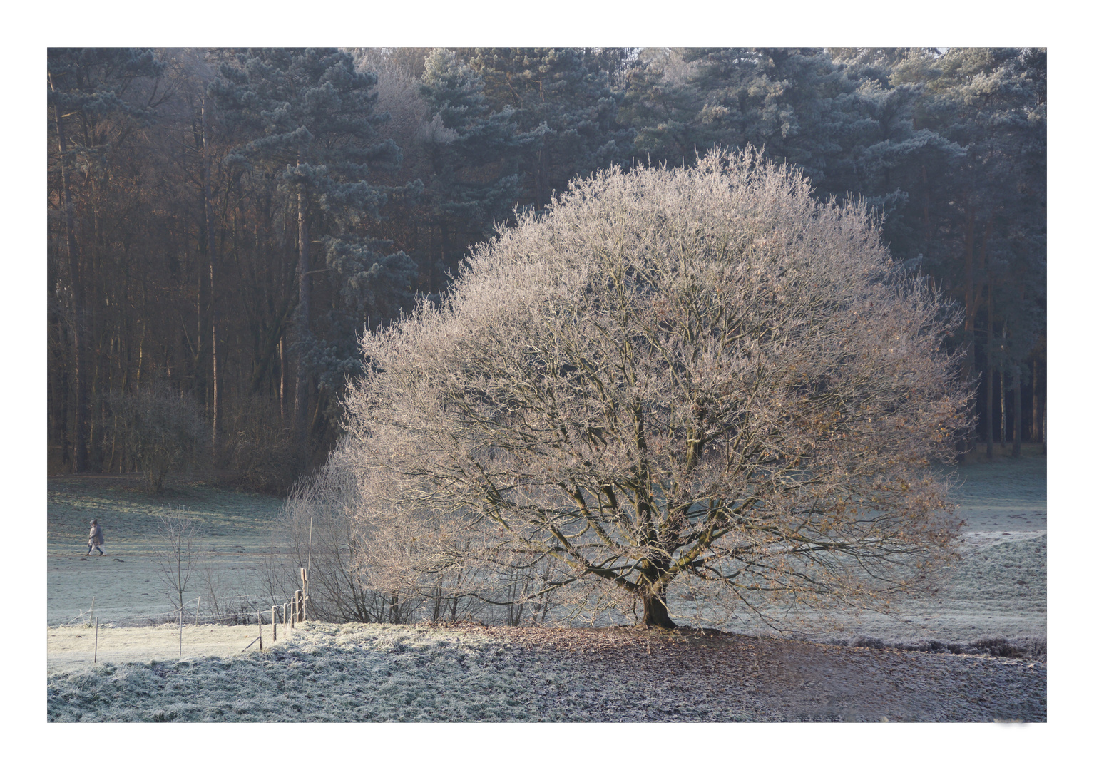 Mein Lieblingsbaum an einem frostigen Januarmorgen