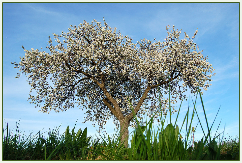 Mein Lieblingsbaum.... (Frühling)