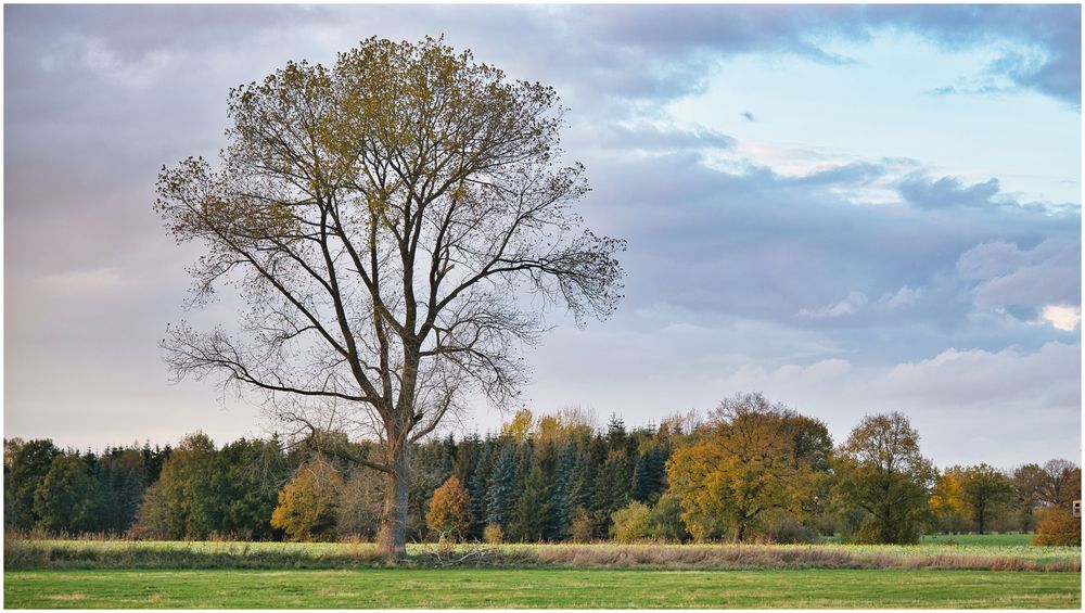 mein Lieblingsbaum im Dorf