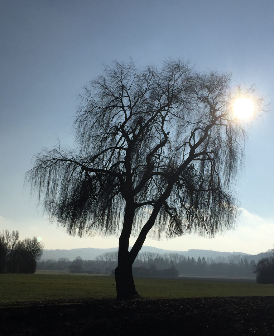 Mein Lieblingsbaum im Gegenlicht