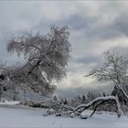 Mein Lieblingsbaum im Taunus