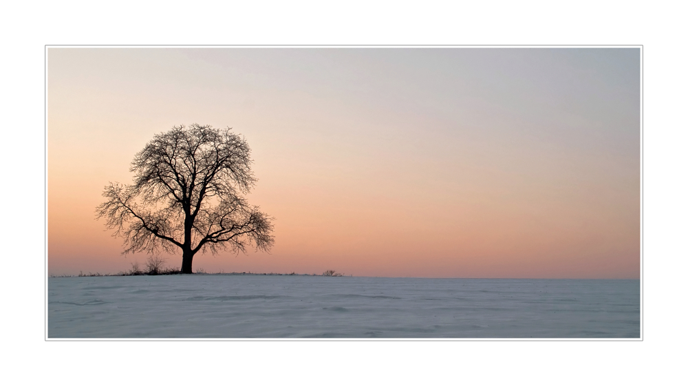 Mein Lieblingsbaum im Winter