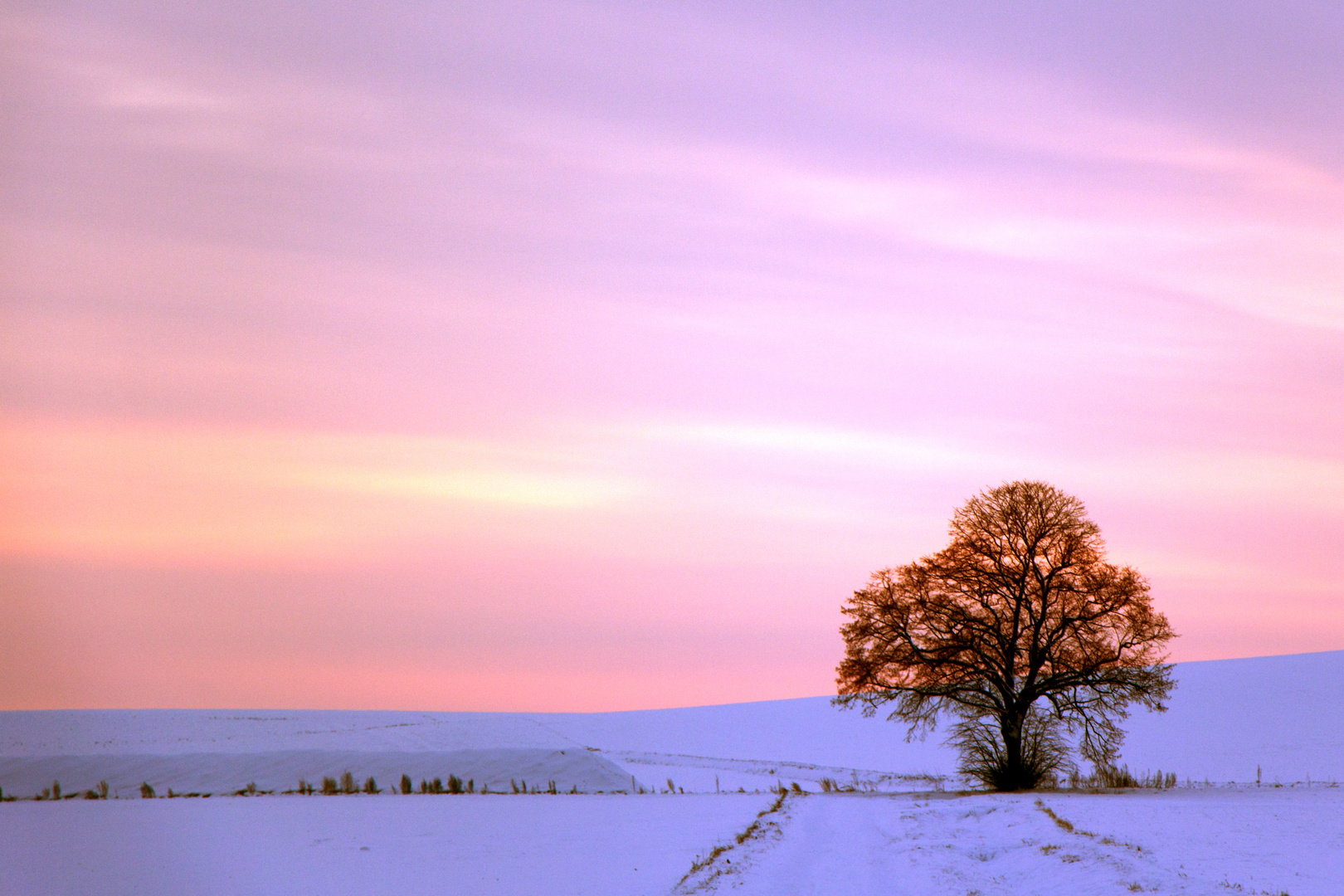 Mein Lieblingsbaum im Winter