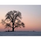 Mein Lieblingsbaum im Winter II
