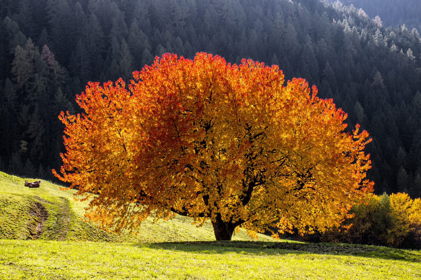 Mein Lieblingsbaum trägt wieder das Herbstkleid