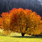 Mein Lieblingsbaum trägt wieder das Herbstkleid