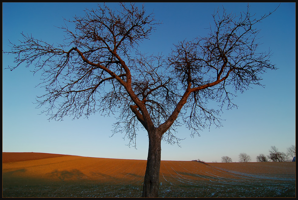 Mein Lieblingsbaum (Winter)