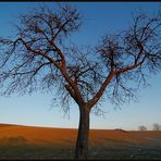 Mein Lieblingsbaum (Winter)