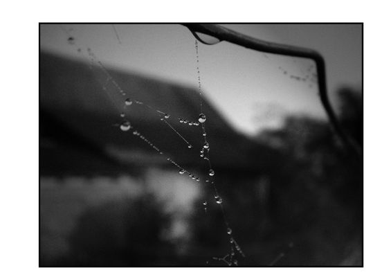 Mein Lieblingsbild ...... Tränen .....