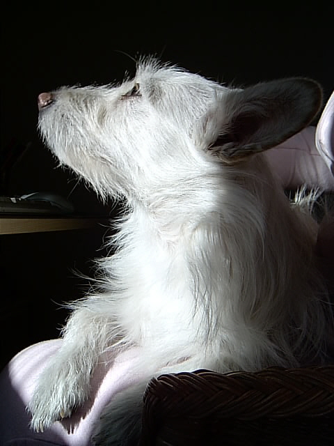 'Mein 'Lieblingsbild von meiner großen Hundeliebe Lisa