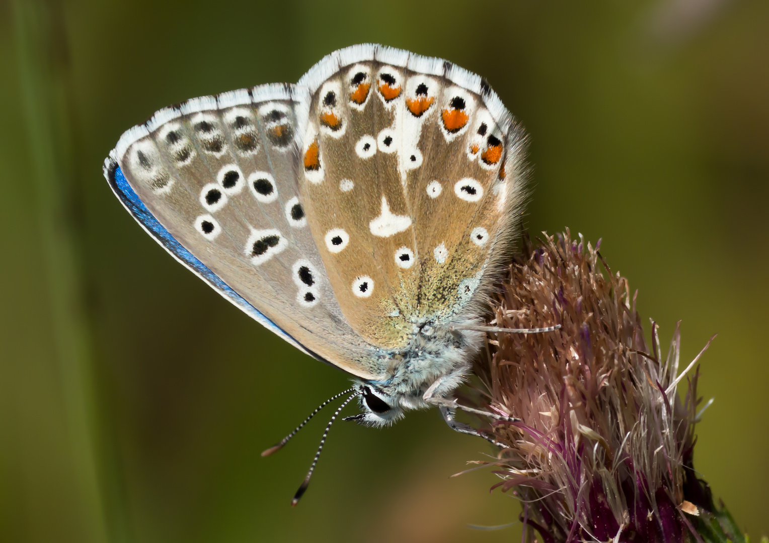 Mein Lieblingsbläuling, der Himmelblaue