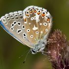 Mein Lieblingsbläuling, der Himmelblaue