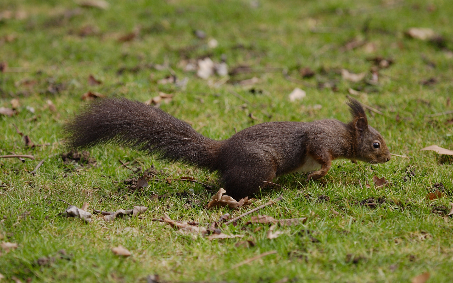 mein Lieblingseichhörnchen