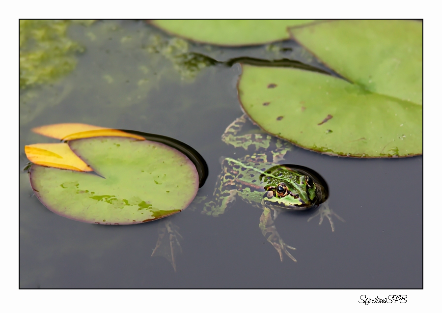 Mein Lieblingsfrosch....