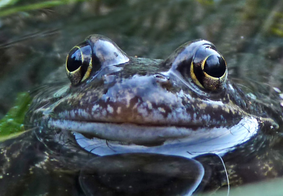 Mein Lieblingsfrosch