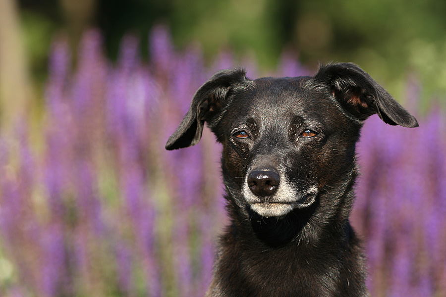 Mein Lieblingshund