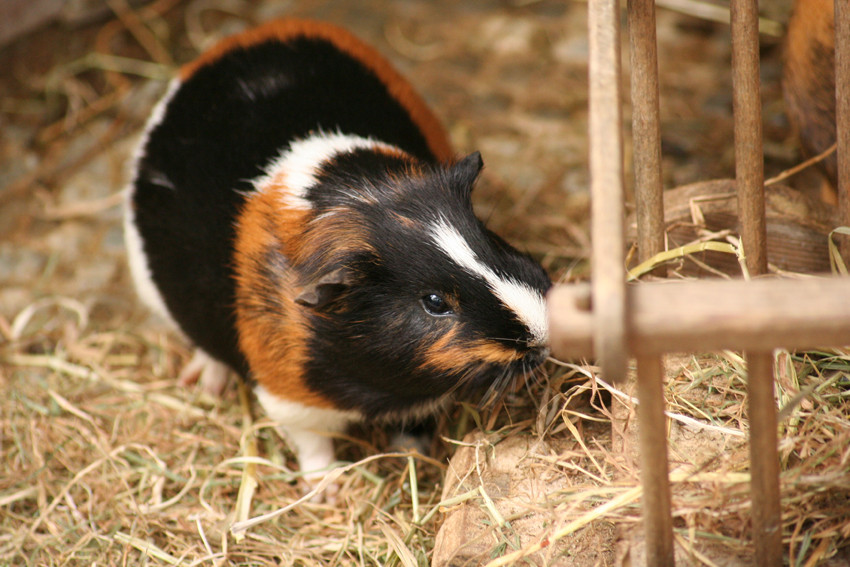 Mein Lieblingsmeeri im Zoo in Münster