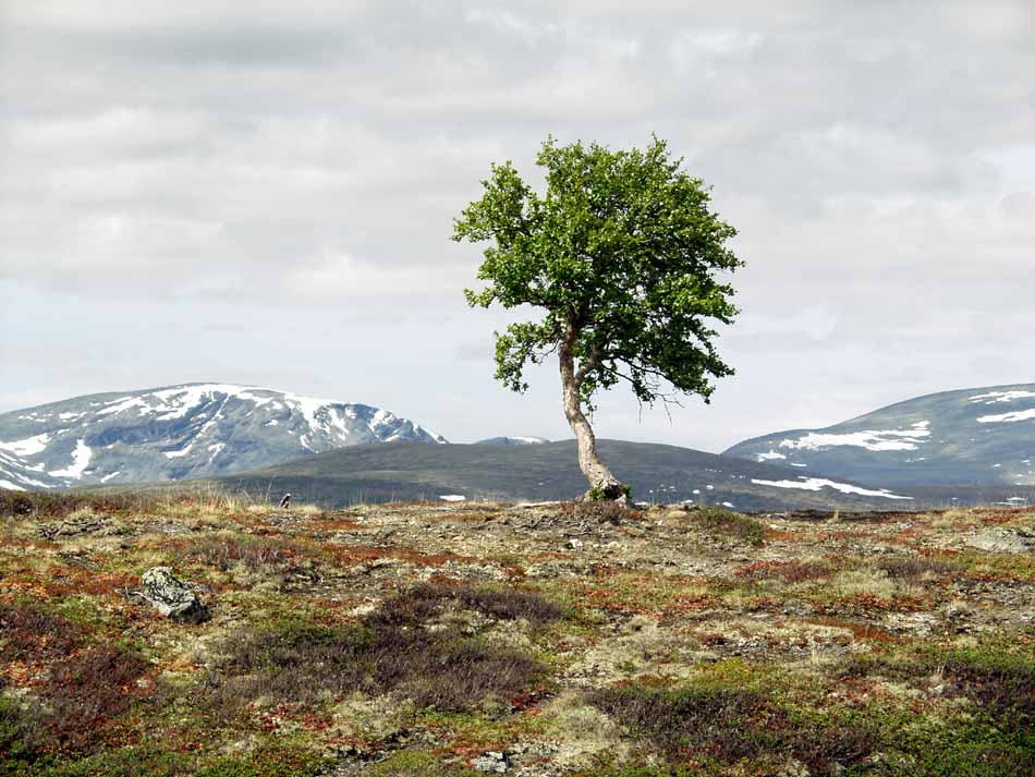 Mein Lieblingsmodel im Dovrefjell