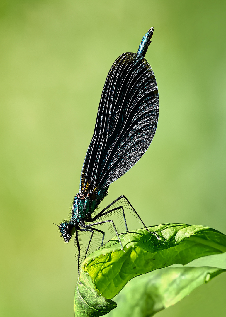 Mein Lieblingsmotiv die blaue Prachtlibelle